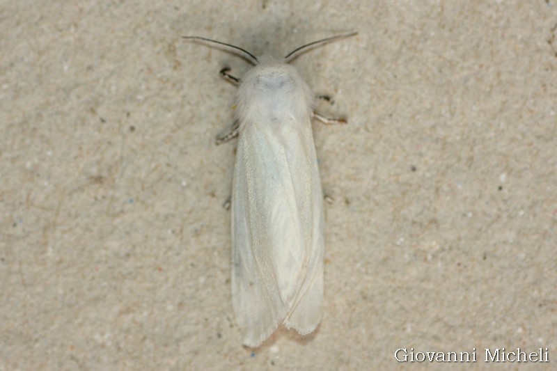 Hyphantria cunea